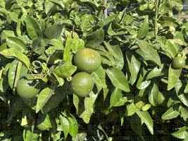 Projet MAGMA, CTIFL de Balandran - Pomelo